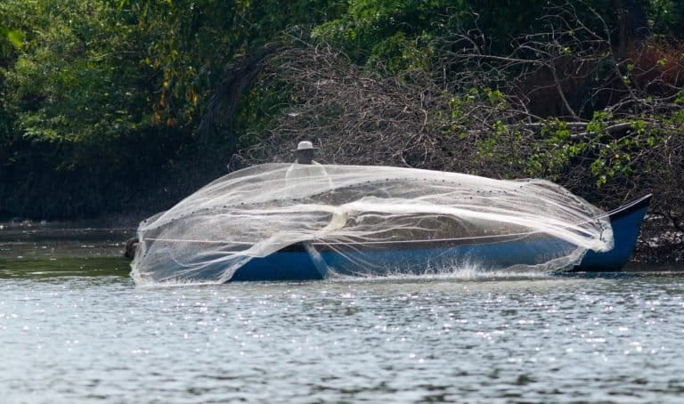 The odor side of otters: Tech reveals species’ adaptations to human