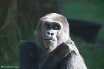 The critically endangered western lowland gorilla (Gorilla gorilla gorilla) is found in both protected and unprotected forests in southeastern Cameroon. Image by Rhett A. Butler/Mongabay.
