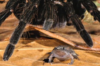 The spider Pamphobeteus sp. (Theraphosidae) and Chiasmocleis royi. Photo by Emanuele Biggi.