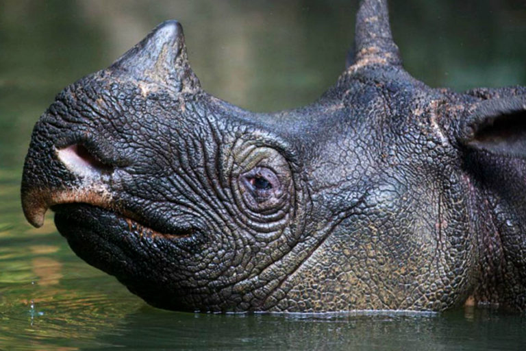 javan rhinoceros