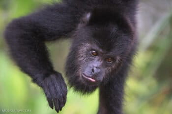 A black howler monkey (Alouatta pigra), a resident of Cerro Amay photographed in Belize. Image by Rhett A. Butler.