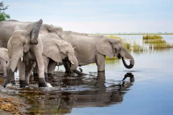 A herd of elephants gets a drink in Botswana. Image by Roger Borgelid for Mongabay.
