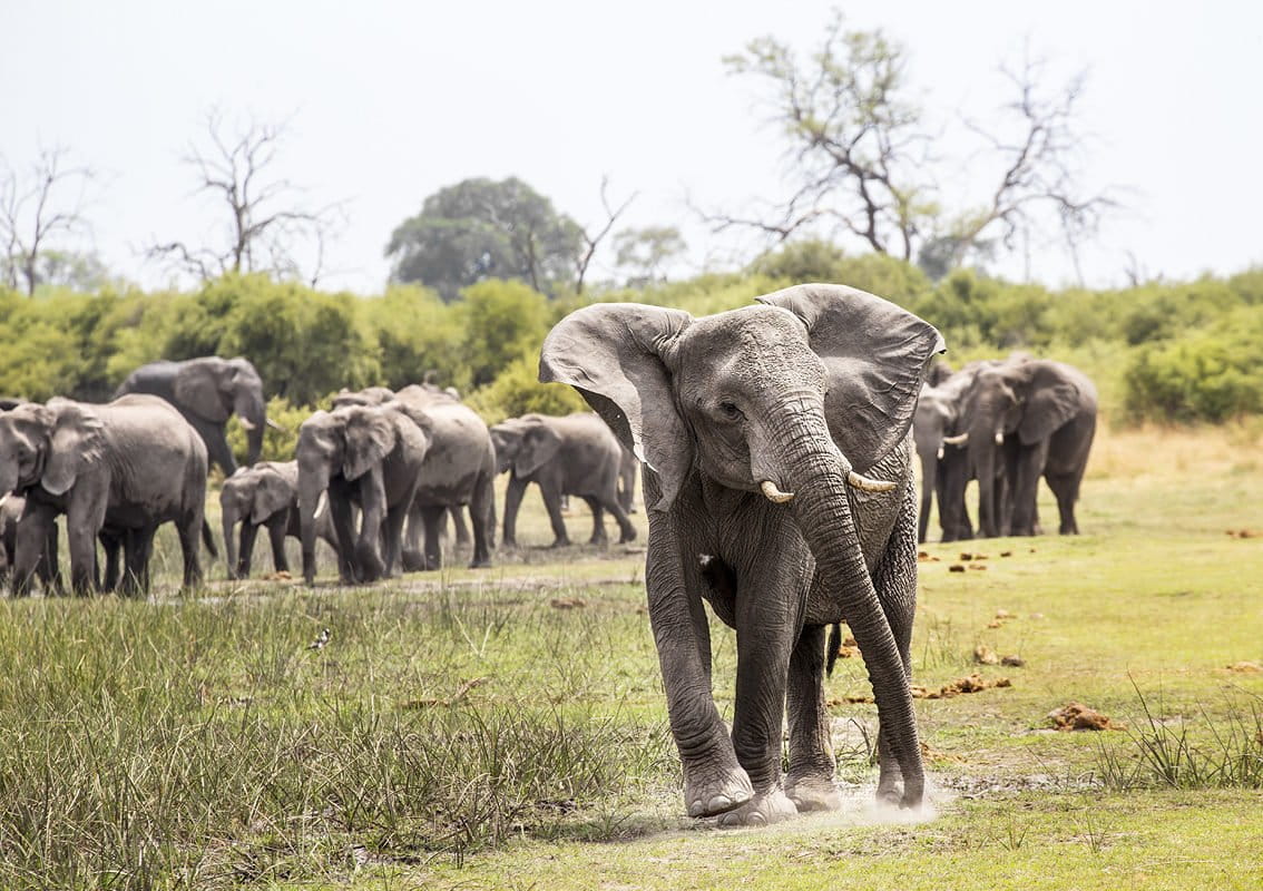 Elephant in the room: Botswana deals with pachyderm population pressure