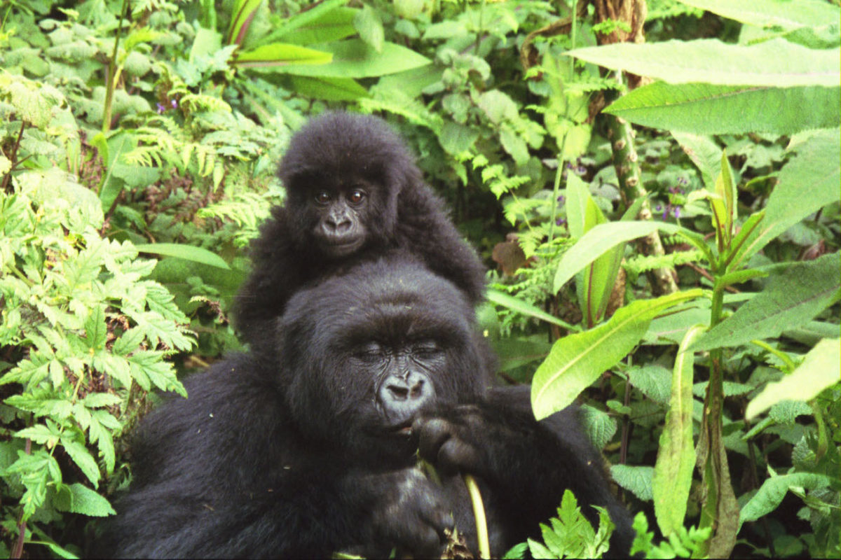 Salt fiends: Search for sodium puts Rwanda’s gorillas in harm’s way Salt fiends: Search for sodium puts Rwanda’s gorillas in harm’s way