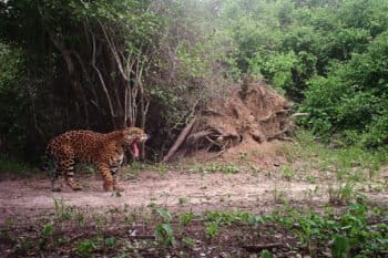 Camera trap image showing a jaguar on a road at San Miguelito. Courtesy of Duston Larsen.