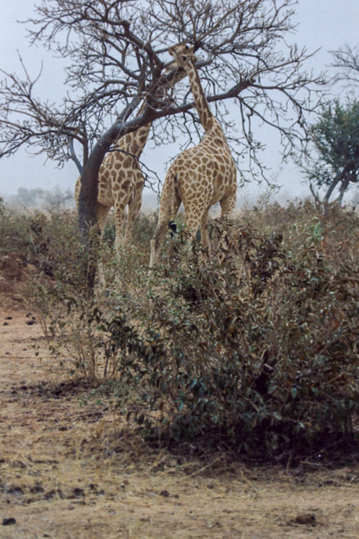 La population de girafes en hausse depuis 2015