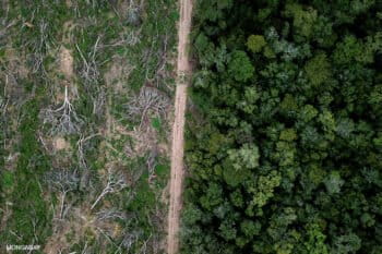 Drone view of Chiquitano forest recently deforested on the edge of the Bolivian Amazon for soy production. Photo by Rhett A. Butler for Mongabay.