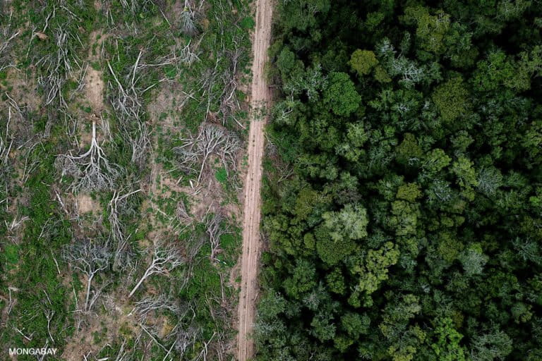 Drone view of Chiquitano forest recently deforested on the edge of the Bolivian Amazon for soy production. Photo by Rhett A. Butler for Mongabay.