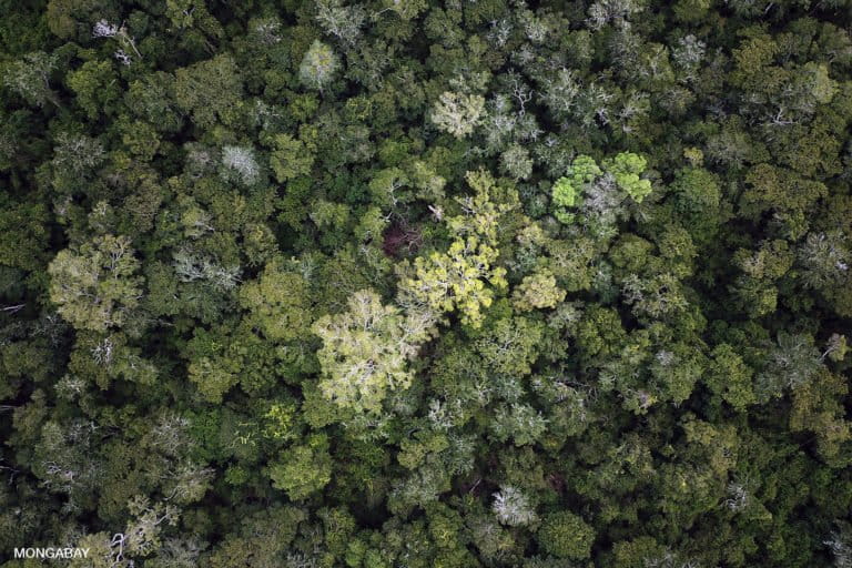 Drone view of sub-tropical forest in the Bolivian Amazon. Photo by Rhett A. Butler for Mongabay.