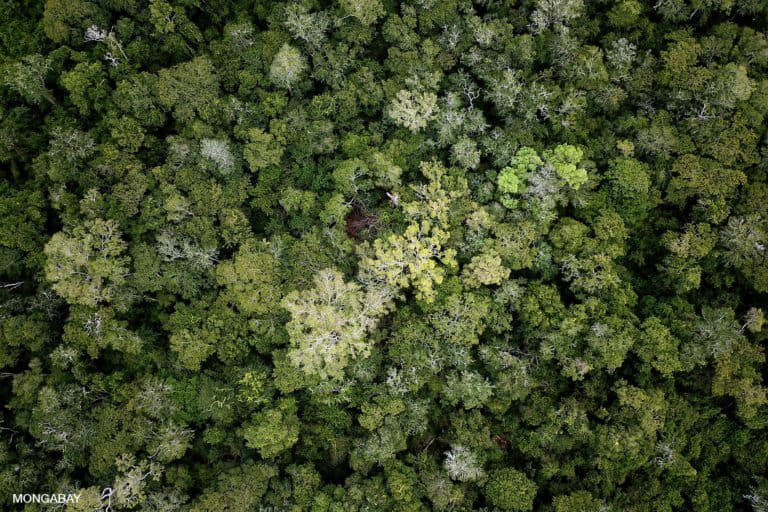 Forest in the Bolivian Amazon. Photo by Rhett A. Butler for Mongabay.