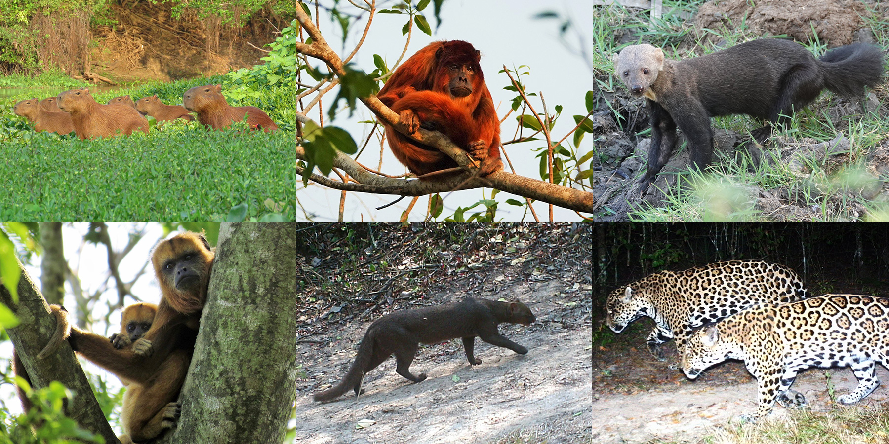 A selection of wildlife photos and camera trap images from San Miguelito courtesy of the San Miguelito Facebook page.