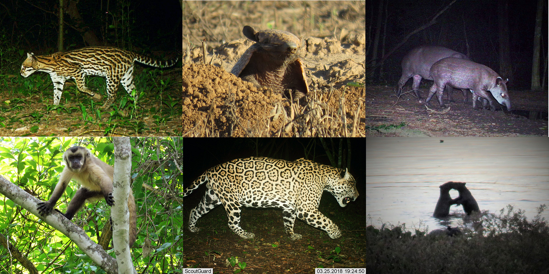 A selection of wildlife photos and camera trap images from San Miguelito courtesy of the San Miguelito Facebook page.