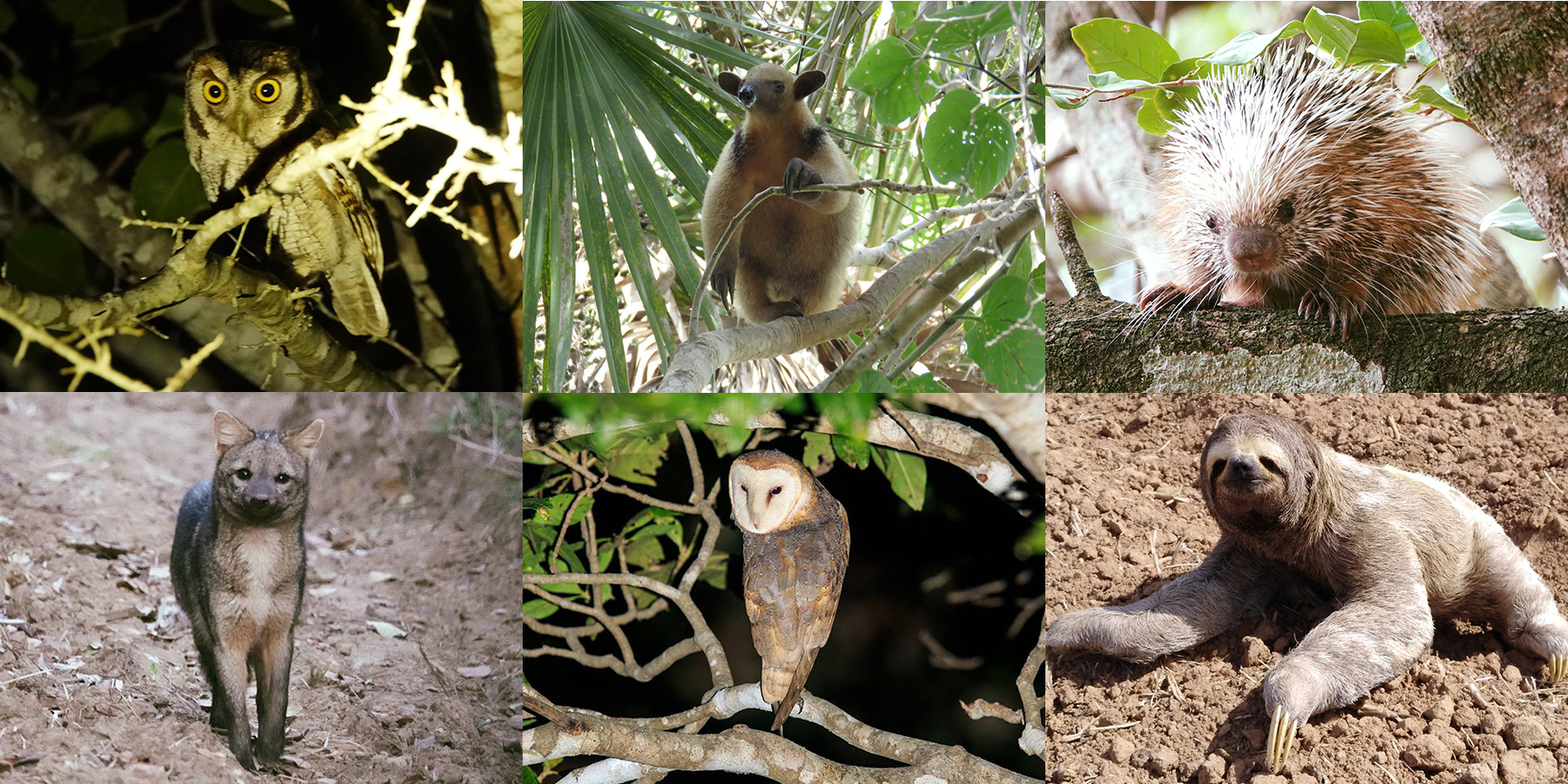 A selection of wildlife photos and camera trap images from San Miguelito courtesy of the San Miguelito Facebook page.