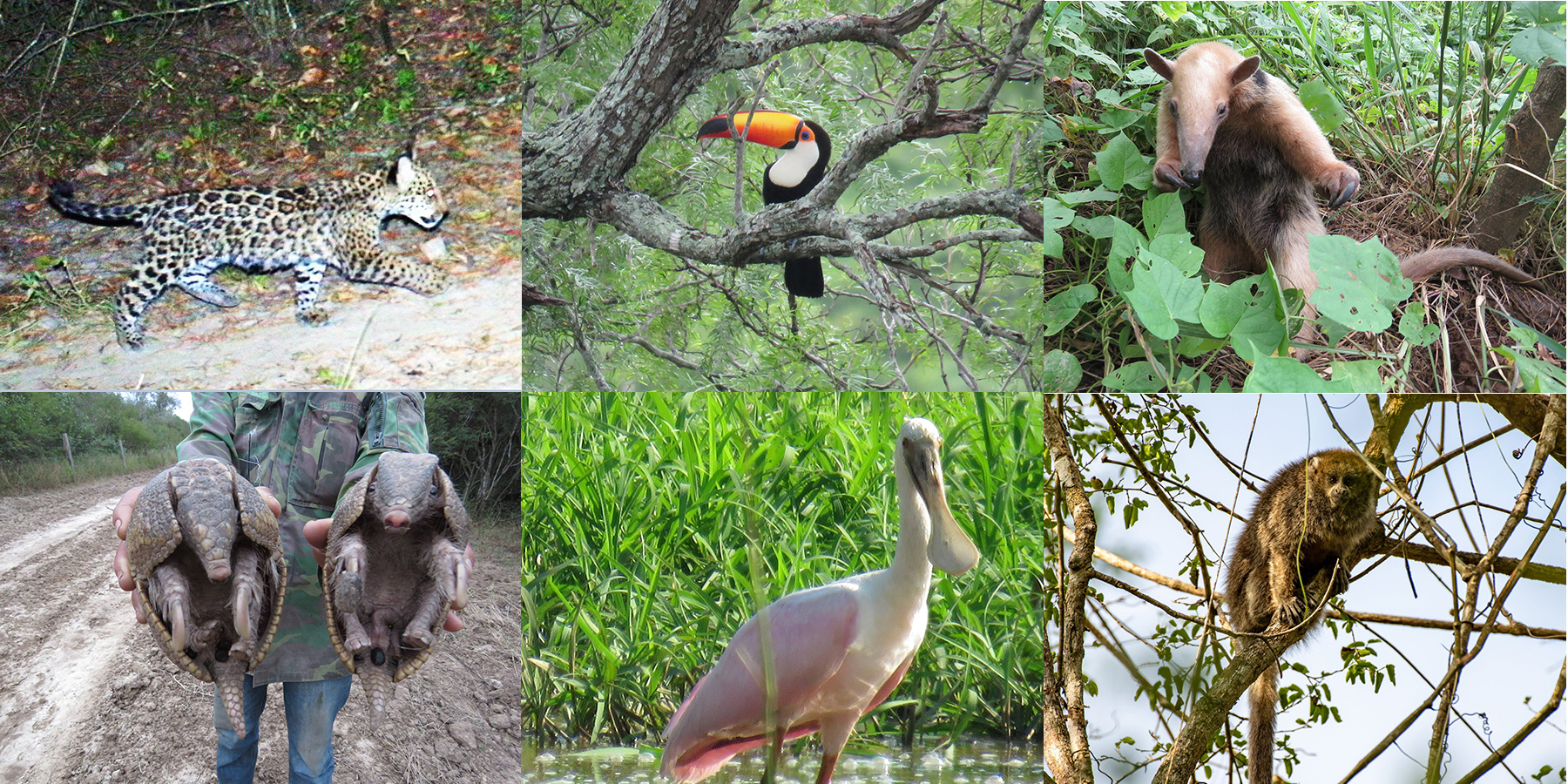 A selection of wildlife photos and camera trap images from San Miguelito courtesy of Duston Larsen. As noted by biologist Damian Rumiz, "Most of this wildlife richness has been lost in the lands around San Miguelito due to forest conversion into soybean and other industrial crops."