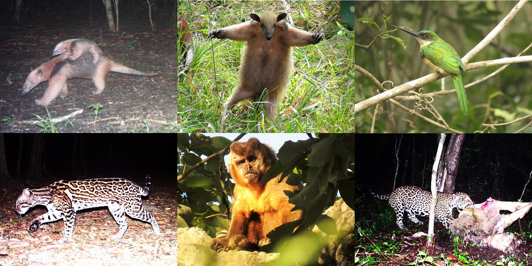 A selection of wildlife photos and camera trap images from San Miguelito courtesy of Duston Larsen. As noted by biologist Damian Rumiz, "More than two hundred species of birds were recorded in the different habitats of the ranch, with herons, storks, ibises, ducks, rails, coots, and the southern screamer observed mostly along the river."