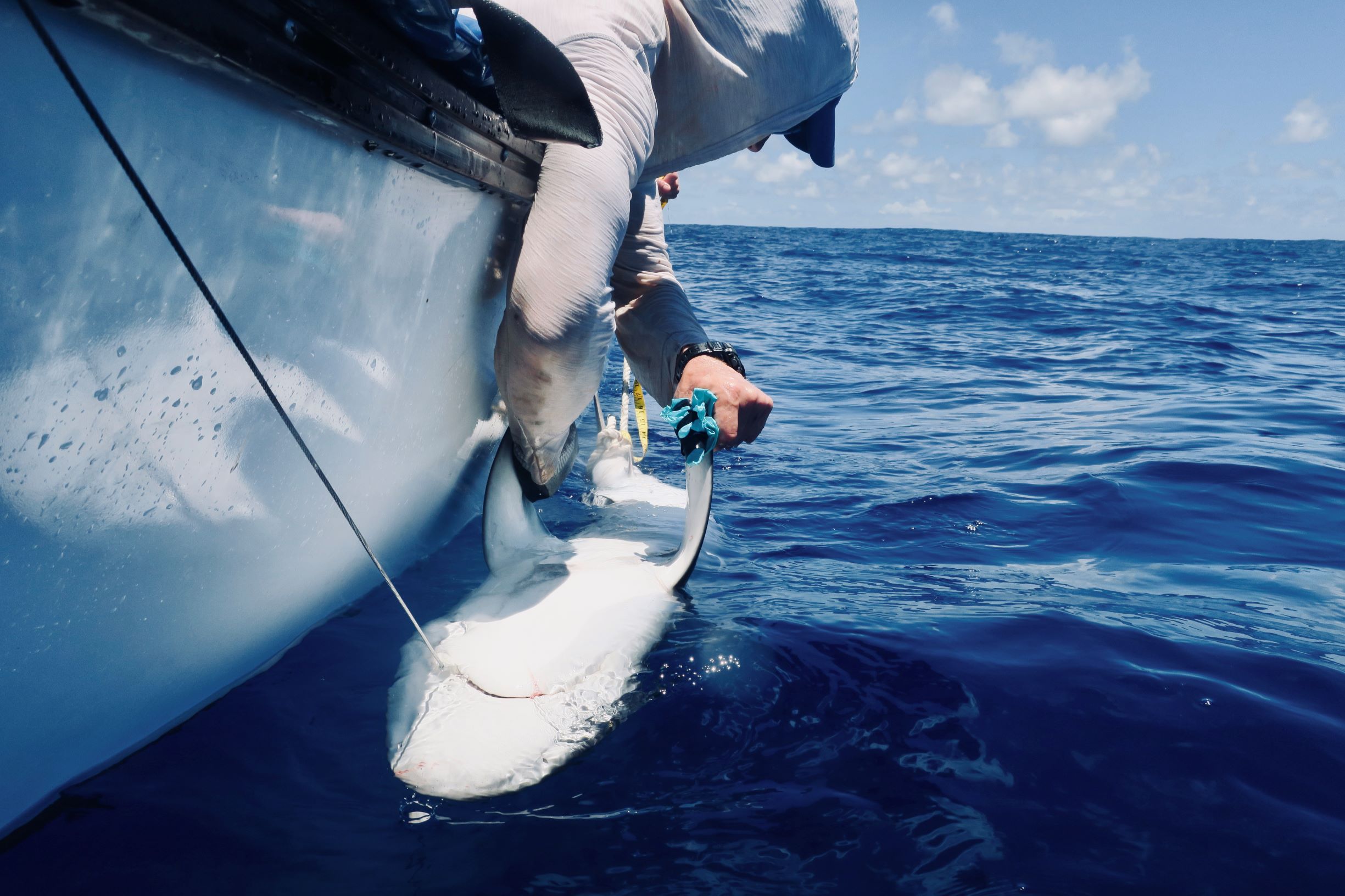 ZSL researchers release a silvertip shark in the British Indian Ocean Territory (BIOT) after fitting it with an acoustic tag. Advances in electronic tagging may help reduce illegal fishing in protected areas by remotely detecting fishing events as they happen.