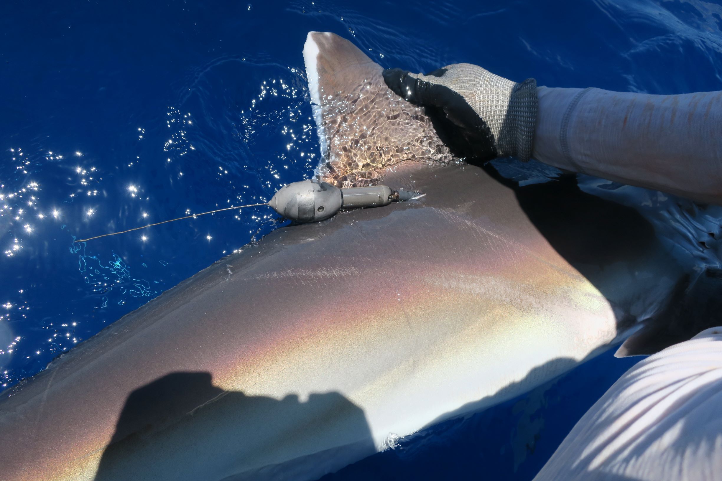 Researchers from the Zoological Society of London (ZSL) fit a silvertip shark in the British Indian Ocean Territory (BIOT) with an acoustic tracking tag. Acoustic tags emit unique sound pulses that underwater receiving units record, along with the tag’s unique code, a time stamp, and optional environmental data. Acoustic data can suggest residency patterns within the network of receivers, with gaps in detection assumed to be absences from the area. 