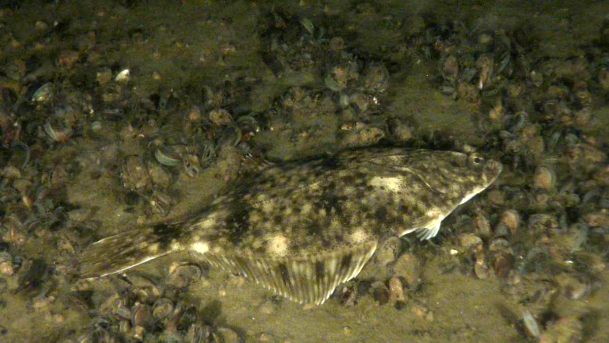 test reveals Baltic flounder migration routes and a new species