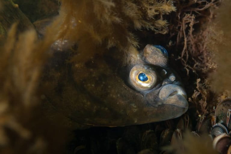 test reveals Baltic flounder migration routes and a new species