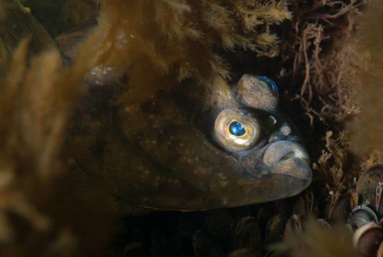 test reveals Baltic flounder migration routes and a new species