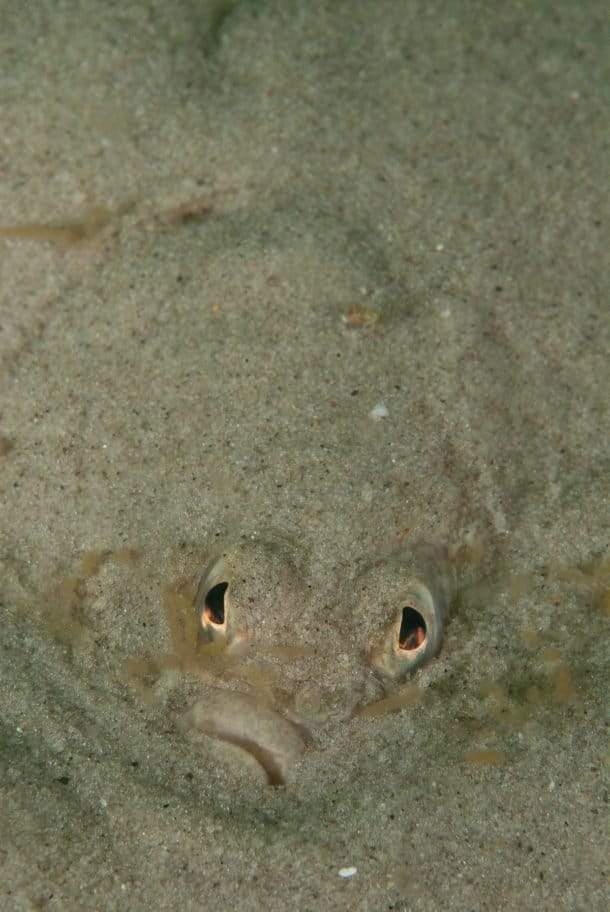 test reveals Baltic flounder migration routes and a new species