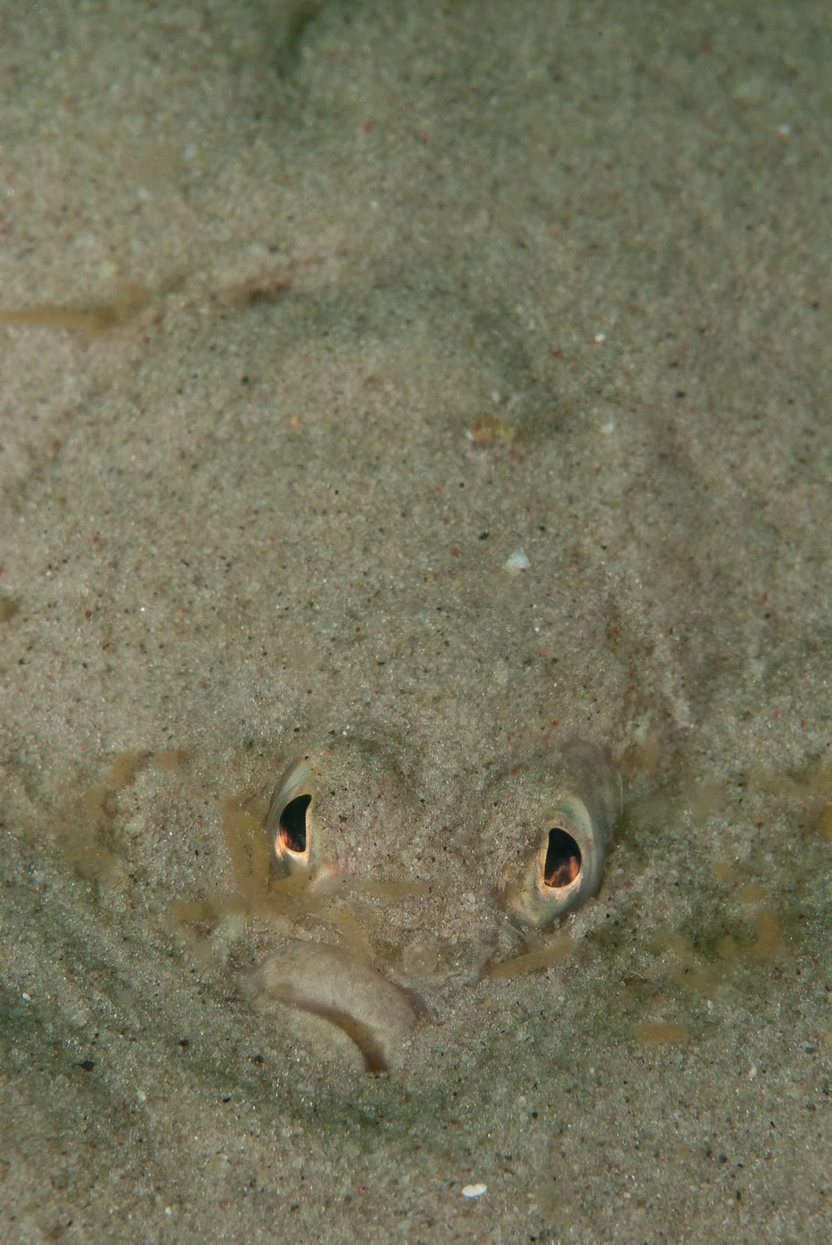 test reveals Baltic flounder migration routes and a new species