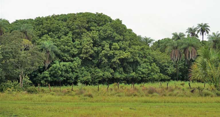 Brazil S Key Deforestation Drivers Pasture Cropland Land Speculation