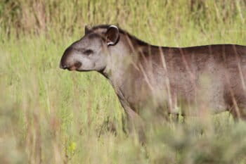 A juvenile Brazilian tapir (Tapirus terrestris) in the Pantanal. Tapirs have been found to disperse seeds in disturbed Amazon forests. Photo by Rhett A. Butler.