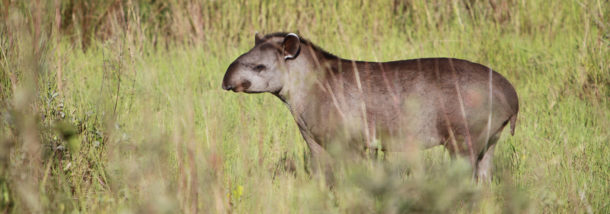 A juvenile Brazilian tapir (Tapirus terrestris) in the Pantanal. Tapirs have been found to disperse seeds in disturbed Amazon forests. Photo by Rhett A. Butler.