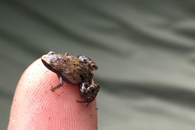 Mini (frog) - Wikipedia