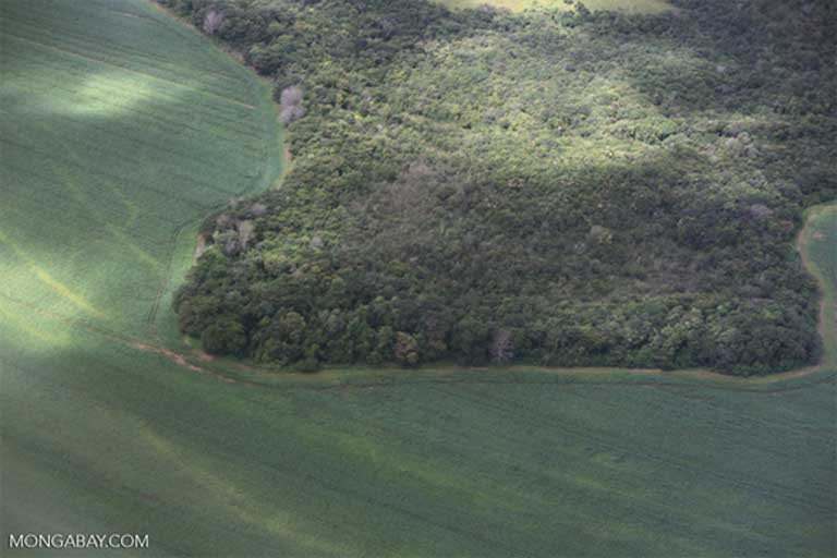 Brazil soy trade linked to widespread deforestation, carbon emissions