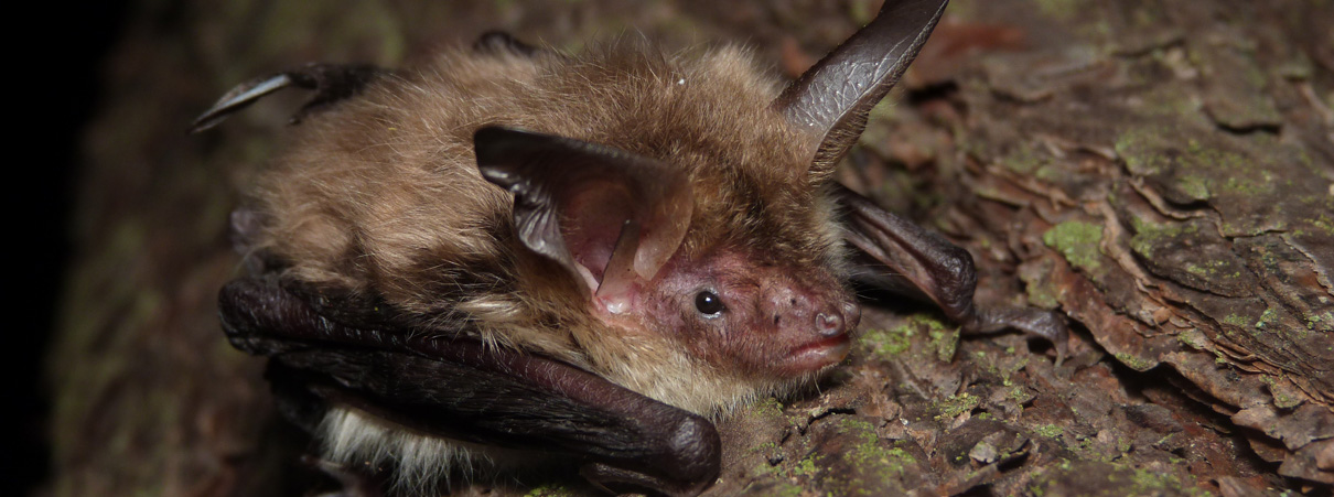 On A Wing And Prayer Evidence For Ways To Conserve Bats Commentary Evidence For Ways To Conserve Bats Commentary