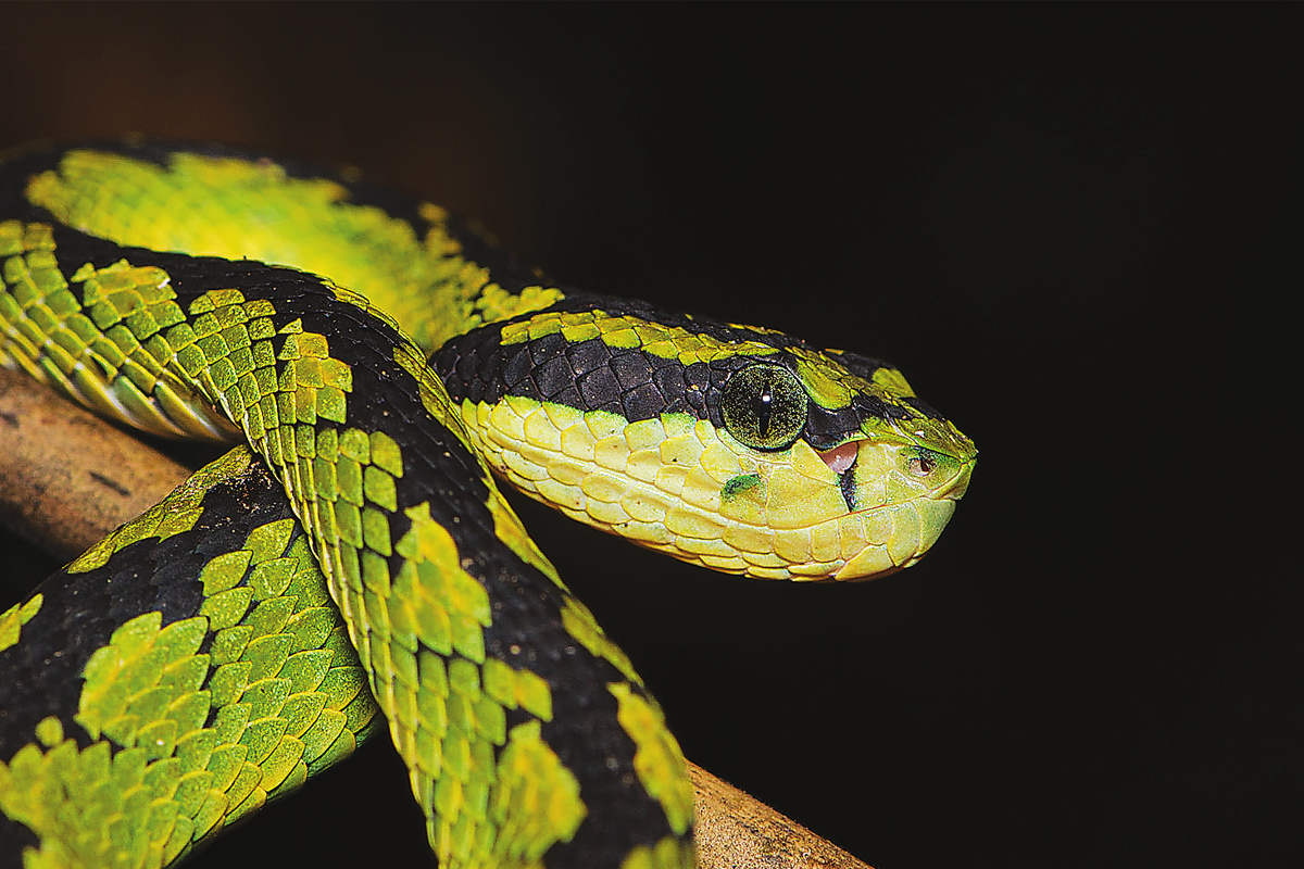 reptile selling websites