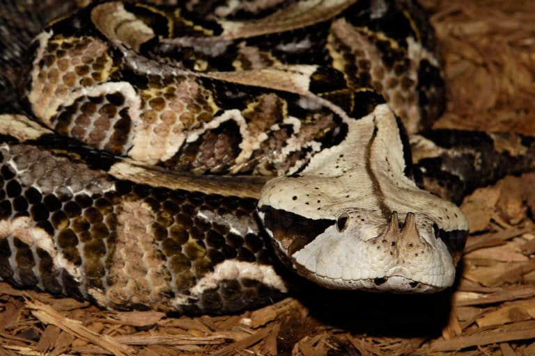 Gaboon Viper (Bitis rhinoceros). This African species uses its geometric pattern to disappear amongst the leaves of the forest floor. At two inches in length, this snake possesses the longest fangs of any snake. Photo by Julie Larsen Maher.