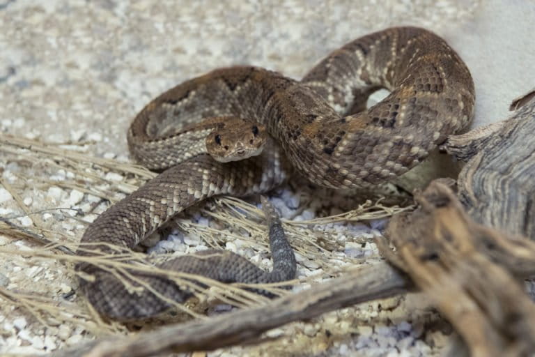 Aruba Island Rattlesnake (Crotalus durissus unicolor). This rattlesnake can only be found in small areas of desert habitat on the island of Aruba. It is among the rarest rattlesnakes in the world. This species is critically endangered, but recent education and public relations efforts through the SSP program have had a positive effect. Photo by Julie Larsen Maher.