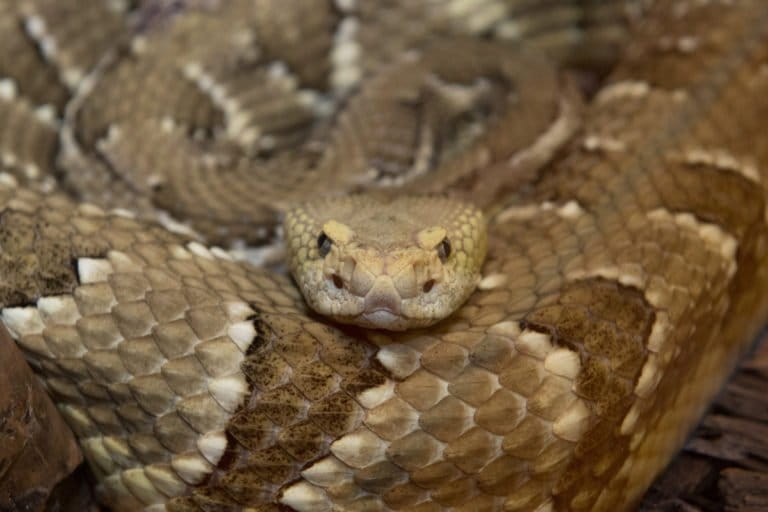 Timber Rattlesnake (Crotalus horridus). Found in the eastern US from northern Florida all the way up to Canada, this species will congregate with dozens of other rattlesnakes as well as other reptiles in dens to survive the winter months. Photo by Julie Larsen Maher.