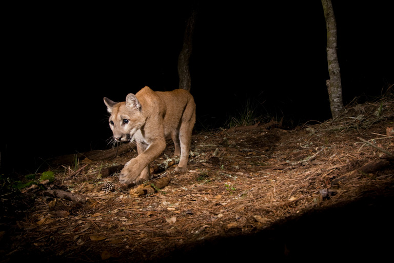 mountain lions hunting deer