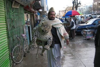Afghan man carrying a stuffed leopard down the street in Kabul. The real driver of wildlife trafficking in Afghanistan was however international military forces, humanitarian NGOs, and development contractors. Credit WCS/Lisa Yook.