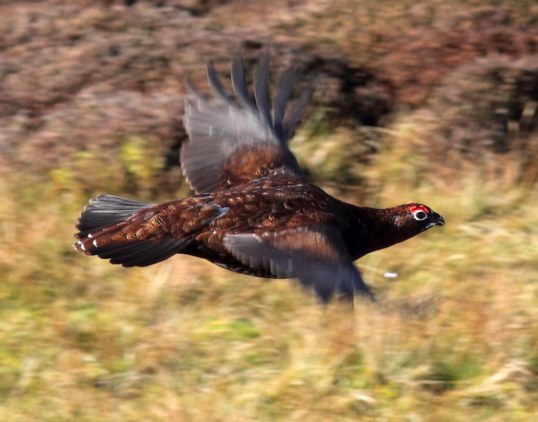 Red grouse (Lagopus lagopus scotica) such as this one are hunted by both hen harriers and people. Gamekeepers and hunters kill harriers and other non-human predators of grouse to bolster numbers for recreational hunting. 