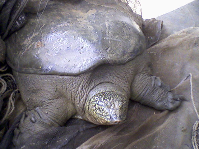 rafetus turtle update 2019