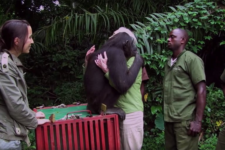 Screen capture of Jane Goodall with Wounda, a female chimp.