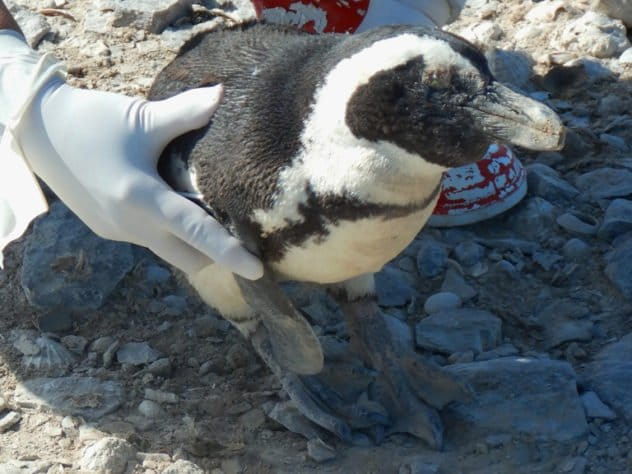 Bird flu in Namibia’s penguins wanes, after killing nearly 500