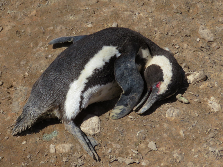 Pinguine in Namibia – Bilder