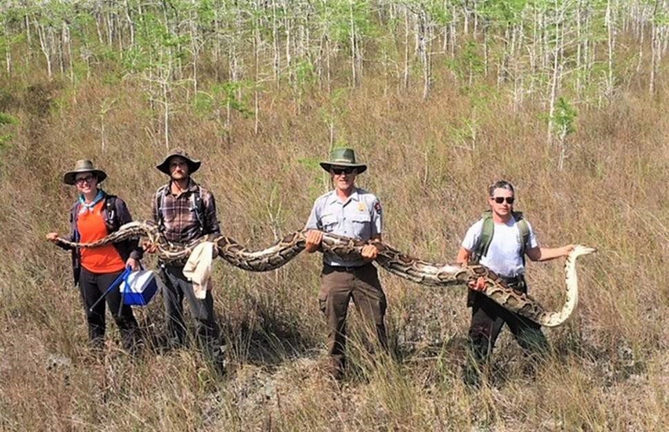 Judas Snakes Lead Scientists On A High Tech Easter Egg Hunt For Pythons