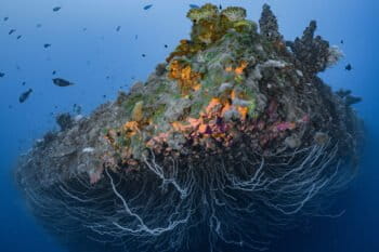 Coral garden on the bow of the Saratoga. Photo by Greg Asner.