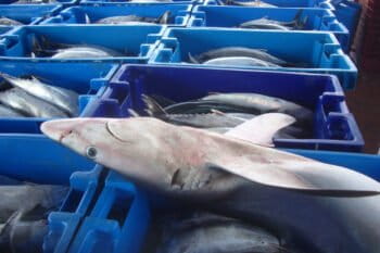 A shark catch in Pucusana, Perú. Image courtesy of Oceana.