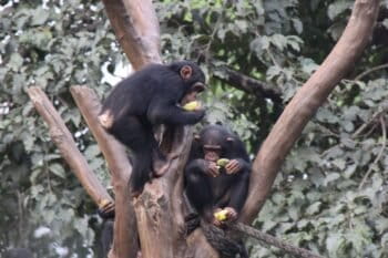 Western Chimpanzees at Tacugama Chimp Sanctuary in Freetown, Sierra Leone. Photo by BigMikeSndTech, licensed under CC by 2.0