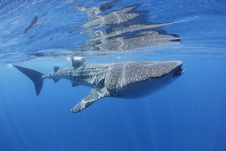 A whale shark in Mexico. Image by MarAlliance2018 via Wikimedia Commons (CC BY-SA 4.0).