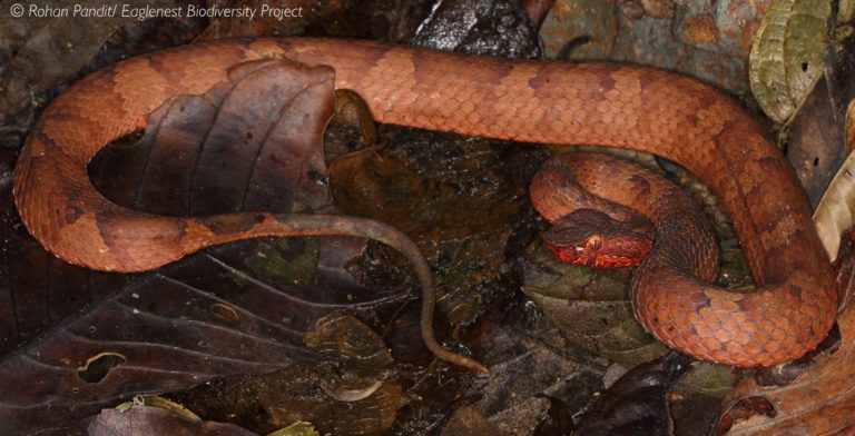 Arunachal Pradesh  Pit viper discovered in Arunachal Pradesh - Telegraph  India