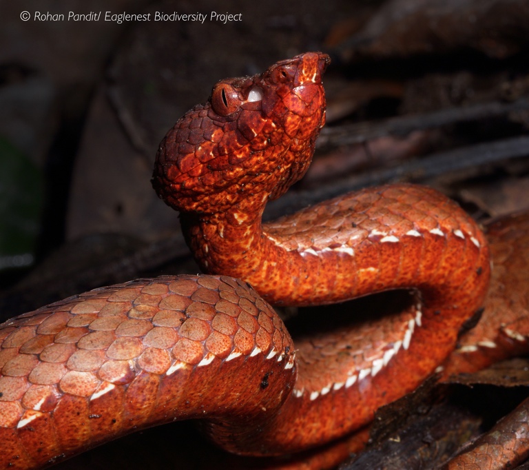 red viper snake